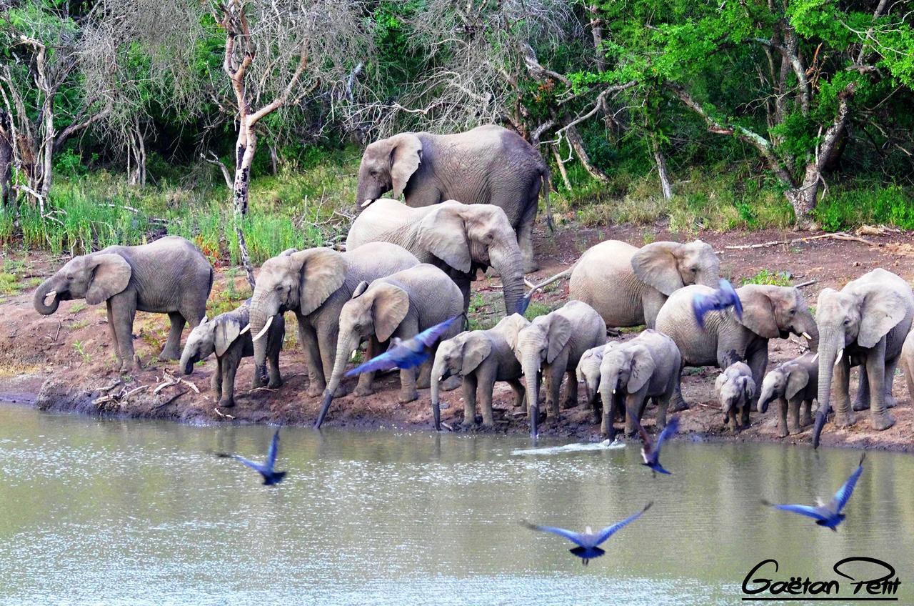 Thula Thula Exclusive Private Game Reserve & Lodge Ntambanana Zewnętrze zdjęcie