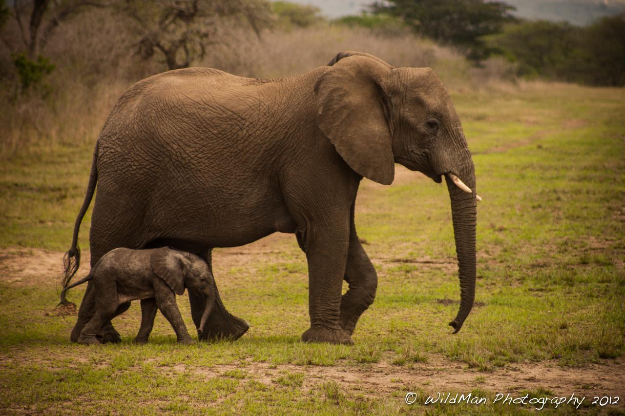 Thula Thula Exclusive Private Game Reserve & Lodge Ntambanana Zewnętrze zdjęcie