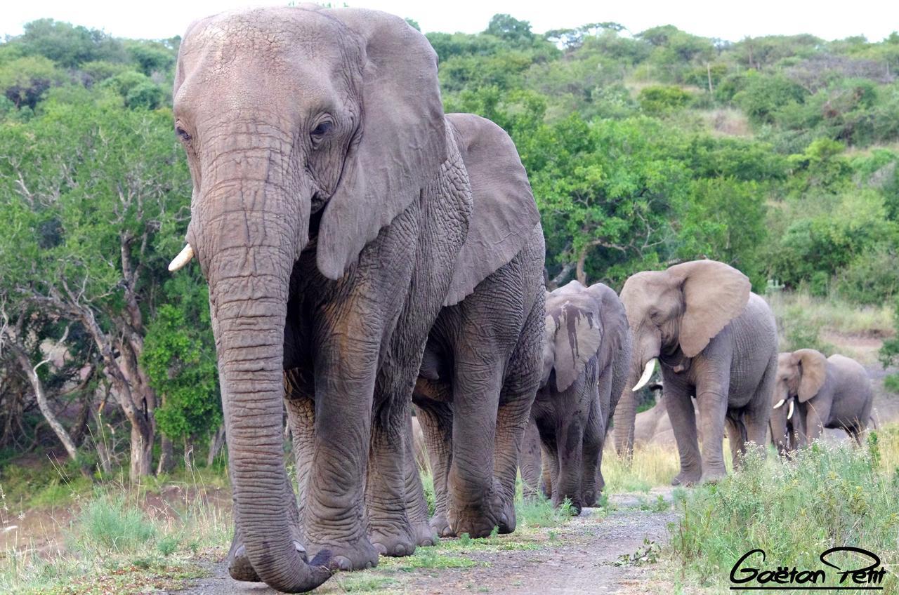 Thula Thula Exclusive Private Game Reserve & Lodge Ntambanana Zewnętrze zdjęcie