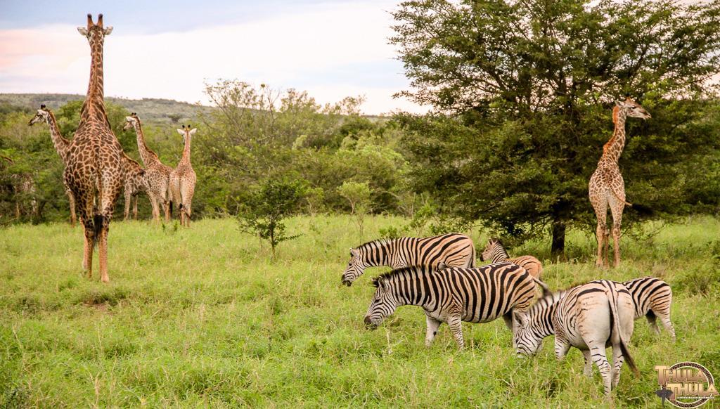 Thula Thula Exclusive Private Game Reserve & Lodge Ntambanana Zewnętrze zdjęcie