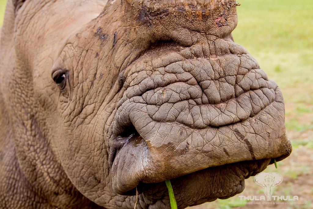 Thula Thula Exclusive Private Game Reserve & Lodge Ntambanana Zewnętrze zdjęcie