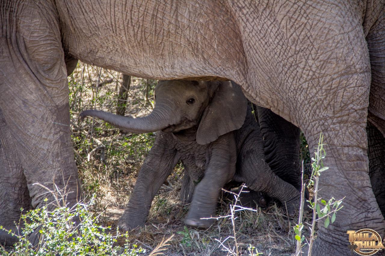 Thula Thula Exclusive Private Game Reserve & Lodge Ntambanana Zewnętrze zdjęcie